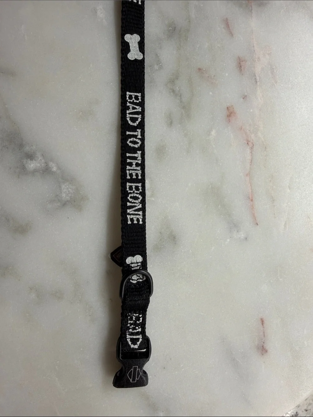 Harley Davidson Black 'Bad to the Bone' Pet Collar - Accessories